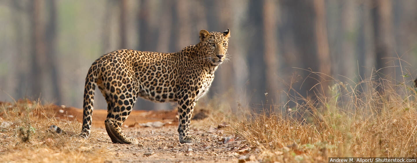 As India Develops, Leopards Die In Record Numbers