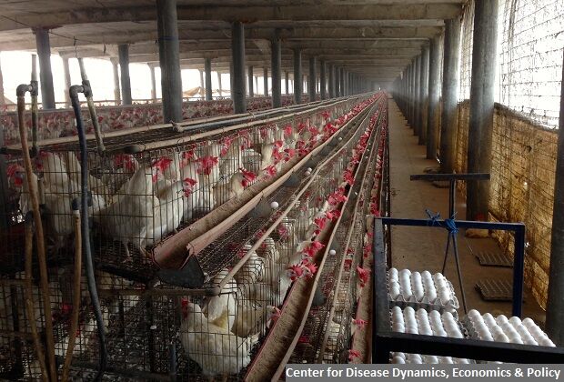 Indian Poultry Farms Use Antibiotics To Replace Nutrition, Hygiene; Endanger Human Lives