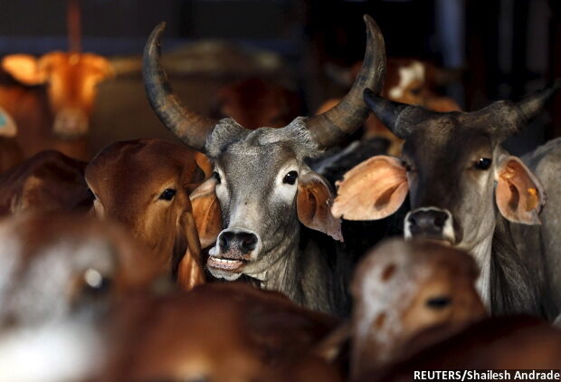 Why Marathwada's Farmers Dread The New Cattle Law