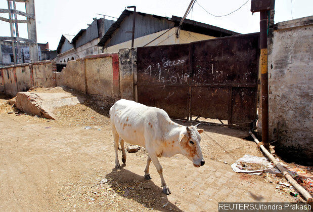 UP's Anti-Abattoir Campaign Could Cripple Prime Revenue- And Job-Generating Industries UP's Anti-Abattoir Campaign Could Cripple Prime Revenue- And Job-Generating Industries
