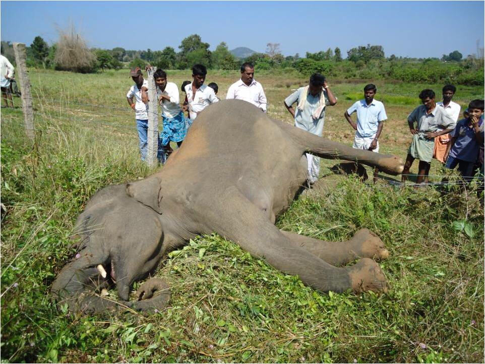 On India's Forest Fringes, Widening & Animal-Human Clashes On India's Forest Fringes, Widening & Animal-Human Clashes