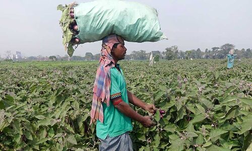 How Much Brinjal Does India Really Need?