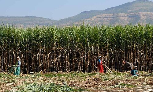Nearing Desertification, Marathwada Isn’t Giving Up Water-Guzzling Sugarcane. Here’s Why Nearing Desertification, Marathwada Isn’t Giving Up Water-Guzzling Sugarcane. Here’s Why