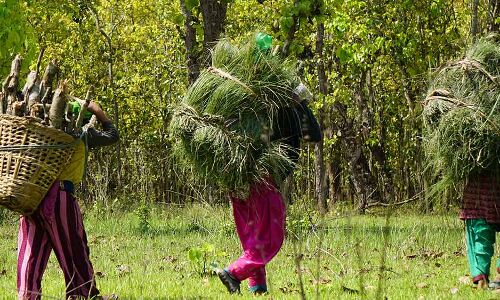 How Land Diversion Laws Threaten Forests and Forest Dwellers