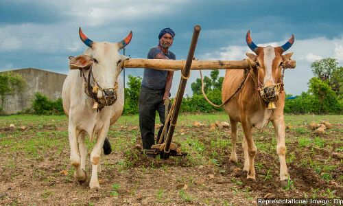 Denied Crop Loans, Maharashtra Farmers Go Back To Moneylenders Denied Crop Loans, Maharashtra Farmers Go Back To Moneylenders