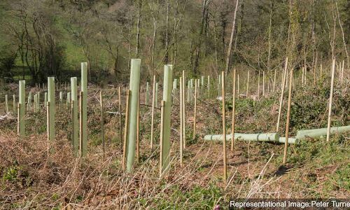 Tree Plantations Waste Money, Harm The Environment: New Study