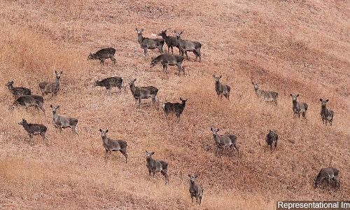 In Shadow Of Conflict, Wildlife Trade Has Been Rising In J&K In Shadow Of Conflict, Wildlife Trade Has Been Rising In J&K