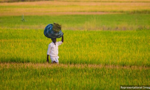 Why Cash Transfers Cannot Replace Structural Reforms In Agriculture