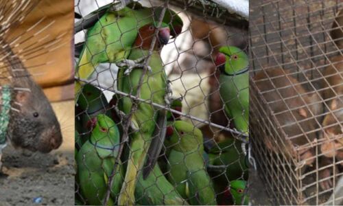 COVID-19: India Must Regulate Its Wildlife, Wild Meat Markets COVID-19: India Must Regulate Its Wildlife, Wild Meat Markets