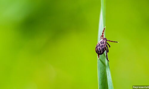 Why A Western Ghats Initiative Could Have Lessons For Zoonotic Disease Control Why A Western Ghats Initiative Could Have Lessons For Zoonotic Disease Control