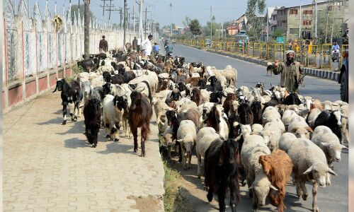 Lockdown: Delayed Spring Migration Will Cost J&K’s Nomadic Pastoral Tribes Lockdown: Delayed Spring Migration Will Cost J&K’s Nomadic Pastoral Tribes