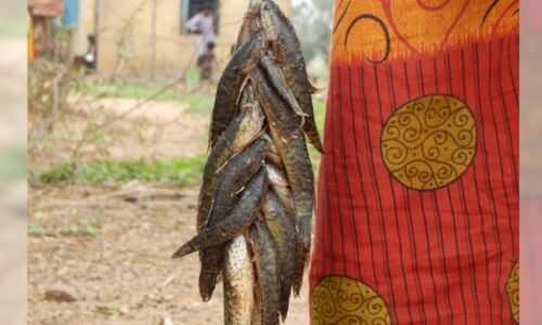 COVID-19: ‘Indebtedness, Hunger May Push West Bengal’s Denotified Tribes Into Bonded Labour’ COVID-19: ‘Indebtedness, Hunger May Push West Bengal’s Denotified Tribes Into Bonded Labour’