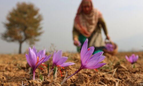 Farmers Pitch For GI Tag For Kashmiri Saffron, World’s Most Expensive Spice Farmers Pitch For GI Tag For Kashmiri Saffron, World’s Most Expensive Spice
