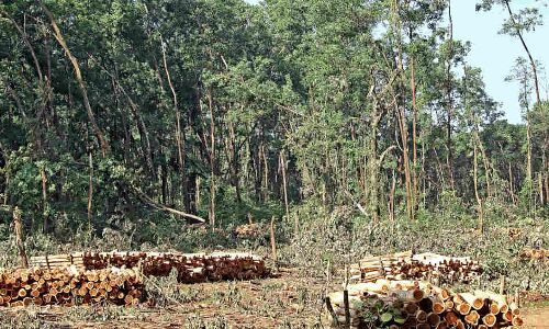 How India Managed Its Forests, Water & Waste In 2019