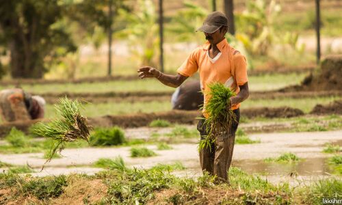 Erratic Monsoon, Driven By Climate Change, Damaged 25% Crops In Karnataka’s Kaveri Basin Erratic Monsoon, Driven By Climate Change, Damaged 25% Crops In Karnataka’s Kaveri Basin