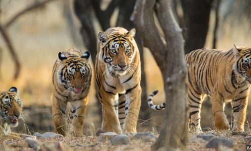 India’s Tiger Population Doubles Over 12 Years. That’s Not All Good News