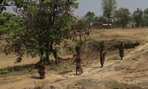 A Rs 56,000-Cr ‘Afforestation’ Fund Threatens India’s Indigenous Communities