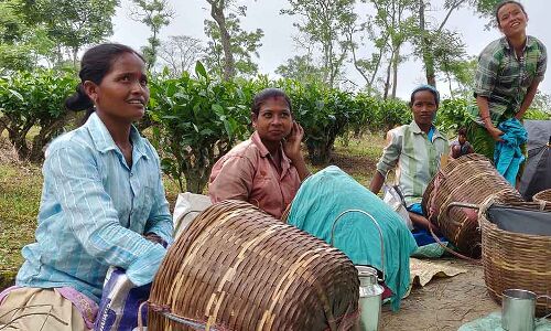 Assam’s World-Famous Tea Gardens Are Deadly For Pregnant Women Assam’s World-Famous Tea Gardens Are Deadly For Pregnant Women