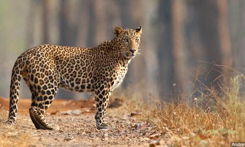 As India Develops, Leopards Die In Record Numbers As India Develops, Leopards Die In Record Numbers