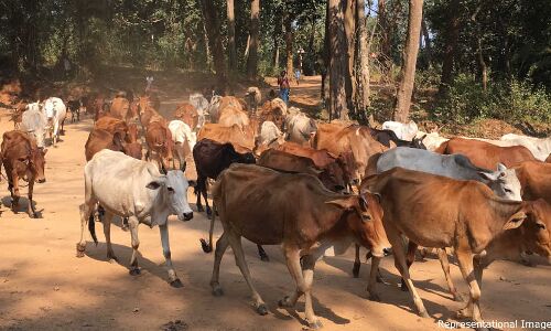 Hindu Vigilantes Push Rajasthans Cow Trade Into Decline