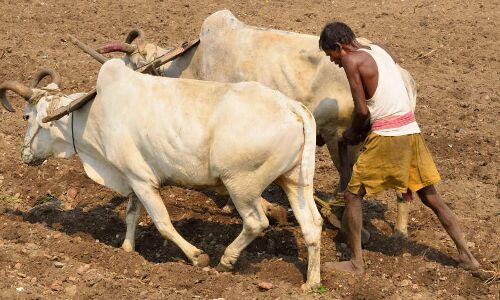 42% India’s Land Area Under Drought, Worsening Farm Distress In Election Year 42% India’s Land Area Under Drought, Worsening Farm Distress In Election Year