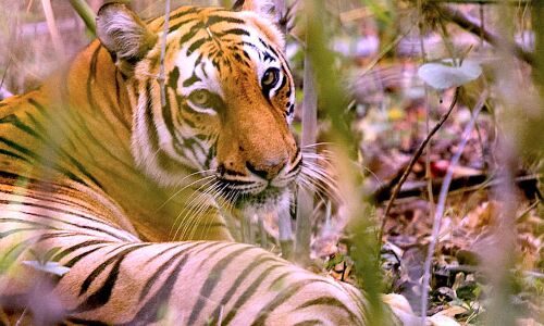 No Tigers In Bangladesh Sundarbans By 2070, As Region Faces 100% Habitat Loss Over Next 50 Years No Tigers In Bangladesh Sundarbans By 2070, As Region Faces 100% Habitat Loss Over Next 50 Years
