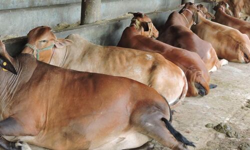 Incomes Shrink As Cow-Related Violence Scuttles Beef, Leather Exports: New Report Incomes Shrink As Cow-Related Violence Scuttles Beef, Leather Exports: New Report