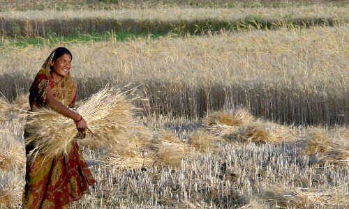 India’s Best Agriculture Growth Over 8 Years, But Madhya Pradesh Is Still ‘Bimaru’ India’s Best Agriculture Growth Over 8 Years, But Madhya Pradesh Is Still ‘Bimaru’