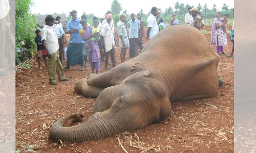 As Living Room Runs Out In India, The Slaughter Of Its Elephants Escalates As Living Room Runs Out In India, The Slaughter Of Its Elephants Escalates