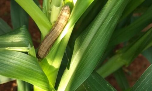 New Migrant To India Could Threaten National (And Asian) Food Security