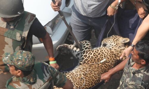 Why Compensation For Wildlife Attacks Works Against Its Aims In India