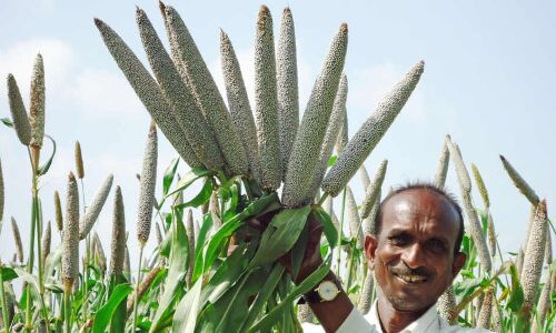 Iron-Fortified Pearl Millet Fights Anaemia, Improves Learning In Teens Iron-Fortified Pearl Millet Fights Anaemia, Improves Learning In Teens