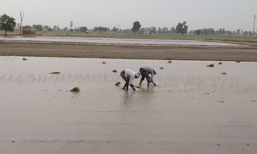 Climate Change Crisis: Why Fatuhi Khera In Punjab Changed From Cotton To Rice Climate Change Crisis: Why Fatuhi Khera In Punjab Changed From Cotton To Rice