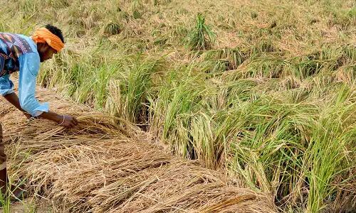 Climate Change Could Reduce Farm Output, Increase Number Of India’s Hungry People: Report Climate Change Could Reduce Farm Output, Increase Number Of India’s Hungry People: Report