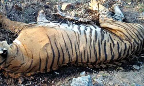 Most Tiger Deaths In Madhya Pradesh, Maharashtra Over 8 Years Most Tiger Deaths In Madhya Pradesh, Maharashtra Over 8 Years
