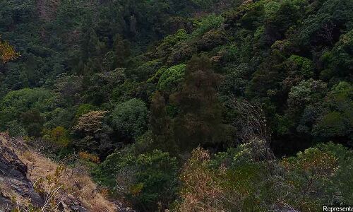 Haryana Gave Up More Forests Than Any State, Now Asks Money For Afforestation