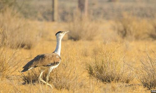 Green Energy, Red Tape & Last Stand Of The Great Indian Bustard