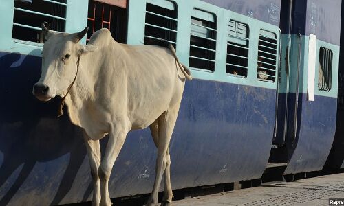 Why Indian Railways Need To Buy 3,350 Truckloads Of Cow Dung For Rs 42 Cr Why Indian Railways Need To Buy 3,350 Truckloads Of Cow Dung For Rs 42 Cr