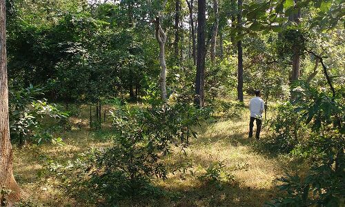 How A Leaf Could Change The Fortunes Of India’s Poorest Communities