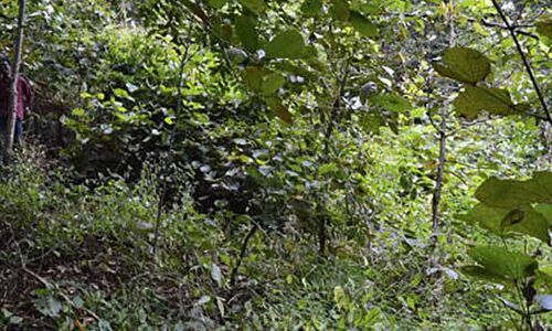 Citizens Could Save India’s Environment, If A 15-Year-Old Law Is Used Well