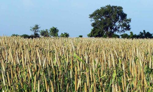 Indias Millets Makeover: Set To Reach Poor, School Meals