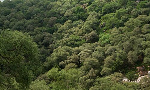 ‘If You Destroy Aravalli Forests, Delhi, Gurgaon Will Be Devastated’