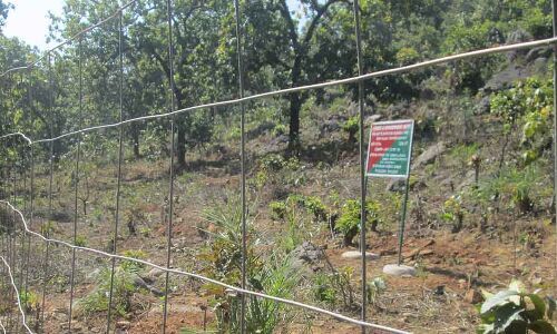 $6.5bn Afforestation Fund Has Pitted Forest Depts Against Tribals, Again