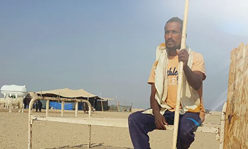 In The Kuwaiti Desert, Where Goats Are King And Many Indian Men Subjects In The Kuwaiti Desert, Where Goats Are King And Many Indian Men Subjects