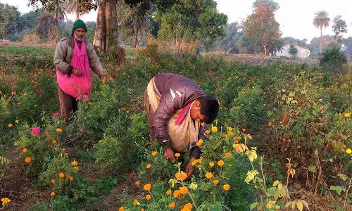 Why A Flower Farmer Cannot Join The Cashless Economy, A Year After Demonetisation Why A Flower Farmer Cannot Join The Cashless Economy, A Year After Demonetisation