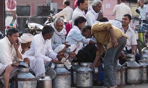 Record Milk Surge In India, But Crisis For Small Dairy Farmers Record Milk Surge In India, But Crisis For Small Dairy Farmers