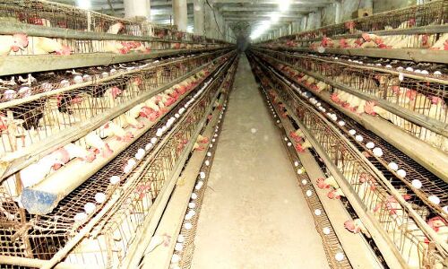 How India Can Cut Rampant Antibiotic Misuse In Food Animals How India Can Cut Rampant Antibiotic Misuse In Food Animals