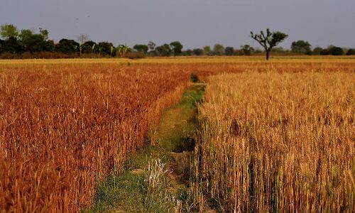 More CO2 In The Atmosphere Produces Food Crops Shorn Of Essential Nutrients More CO2 In The Atmosphere Produces Food Crops Shorn Of Essential Nutrients