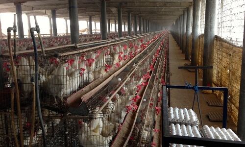 Indian Poultry Farms Use Antibiotics To Replace Nutrition, Hygiene; Endanger Human Lives Indian Poultry Farms Use Antibiotics To Replace Nutrition, Hygiene; Endanger Human Lives