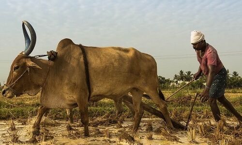 Foodgrain Output Up 5-Fold In 60 Years, Hides India’s Farm Distress
